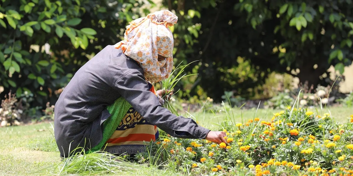 A gardener tending marigold beds